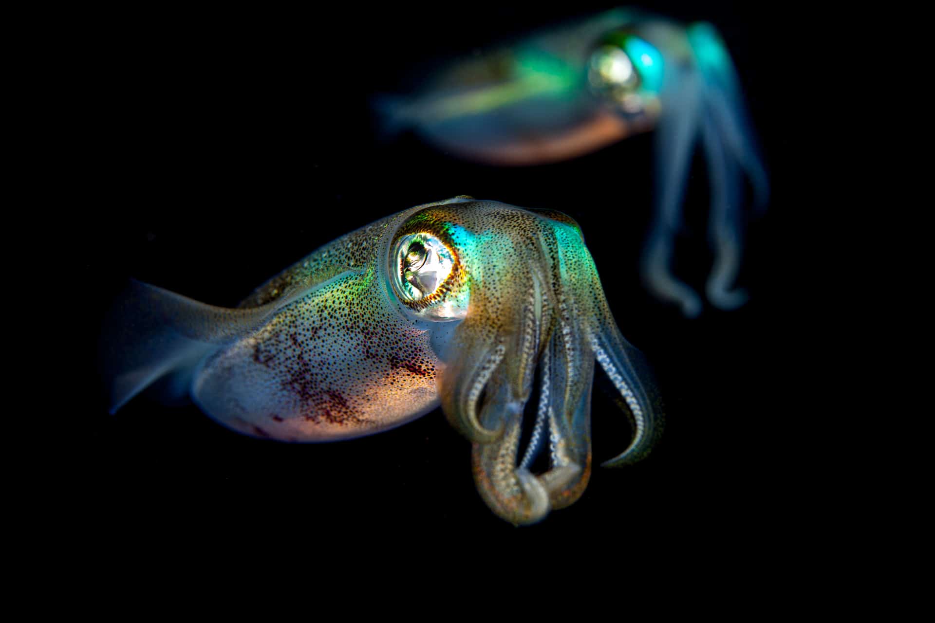 Bunter glänzender Meeresfisch