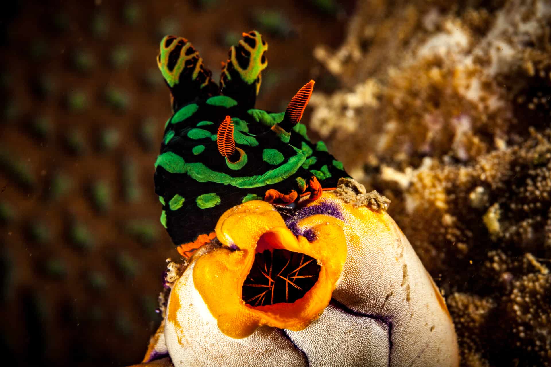 Meerestiere und Korallen