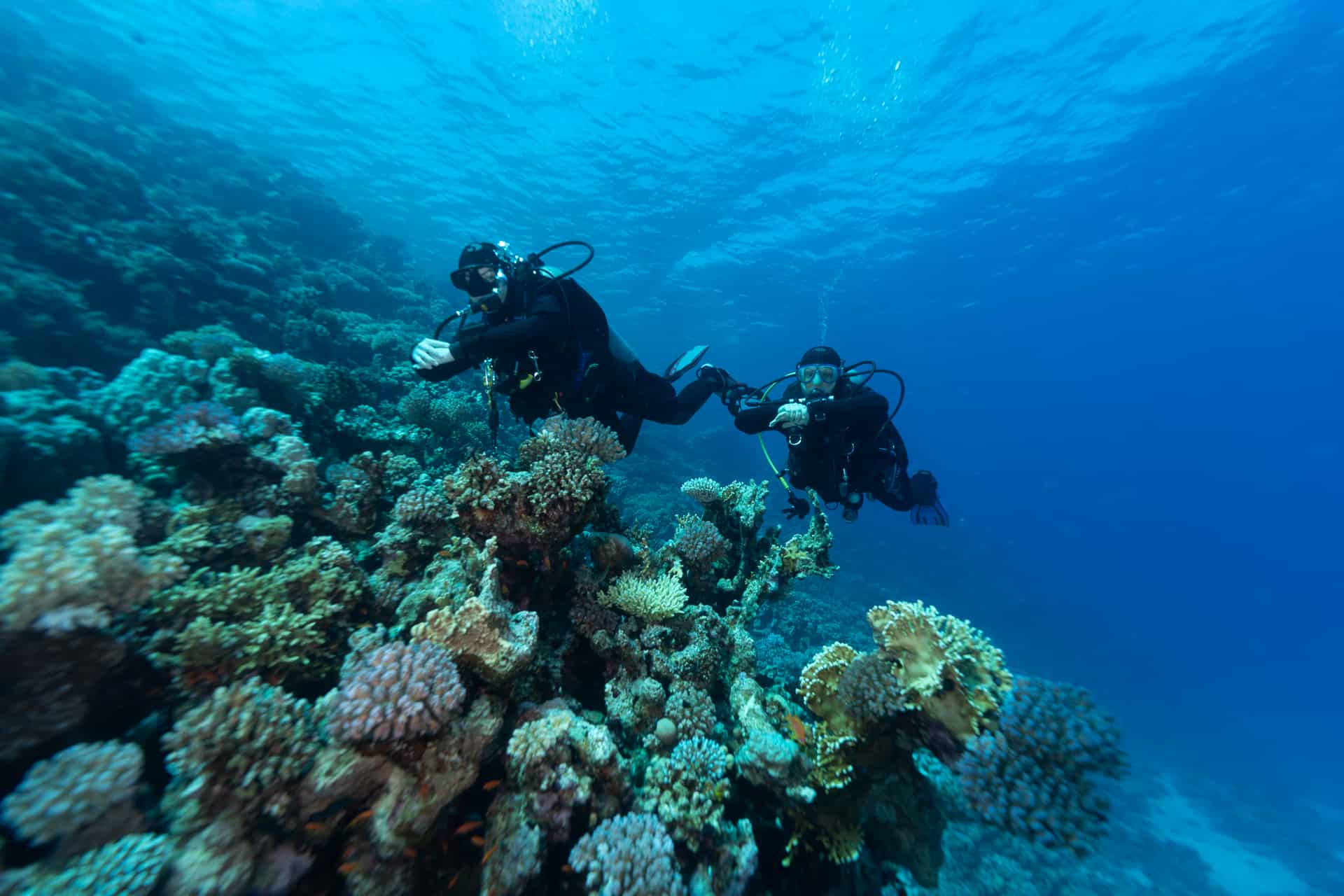 Zwei Taucher schwimmen auf Korallen zu