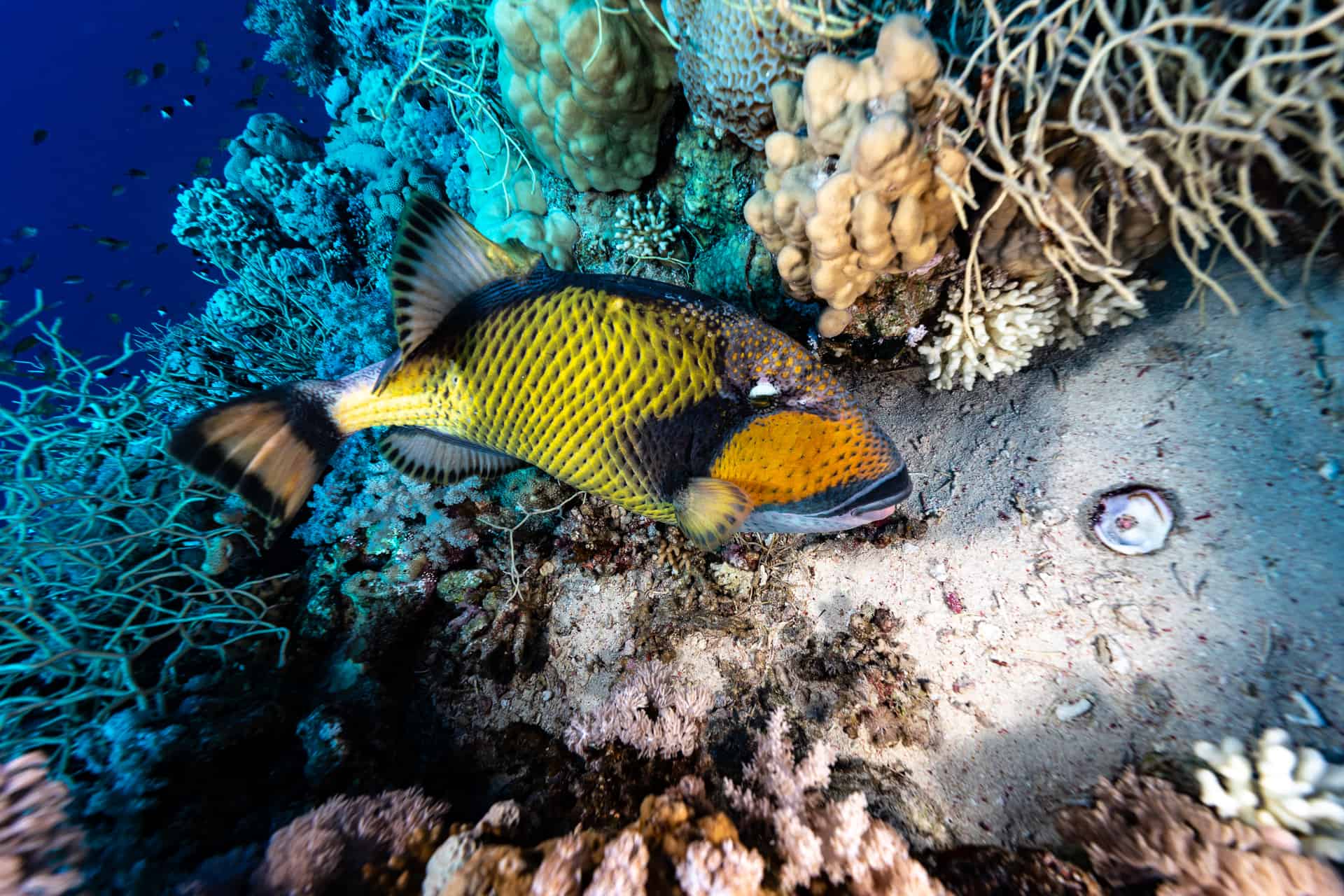 Ein bunter Meeresfische bei Korallen