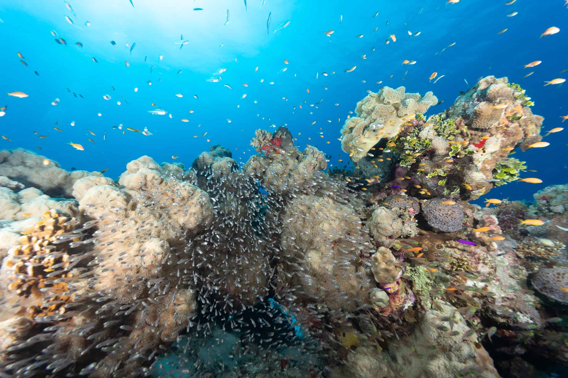Fischschwarm bei Korallen