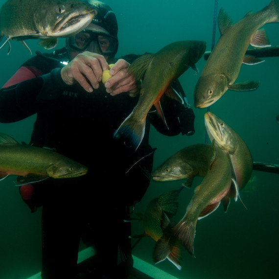 Taucher füttert Fische im Grüblsee
