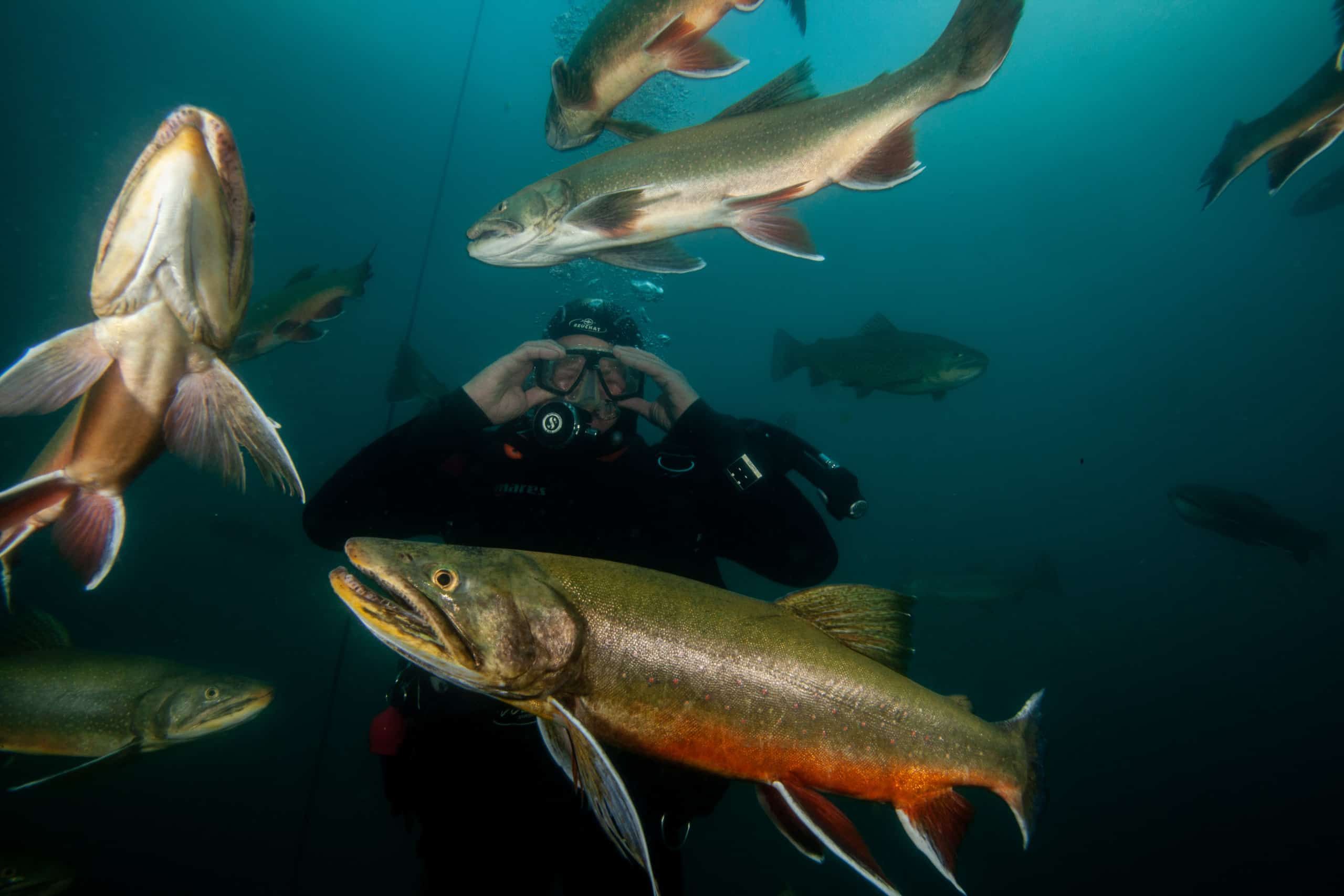 Taucher mit Fischen im Grüblsee