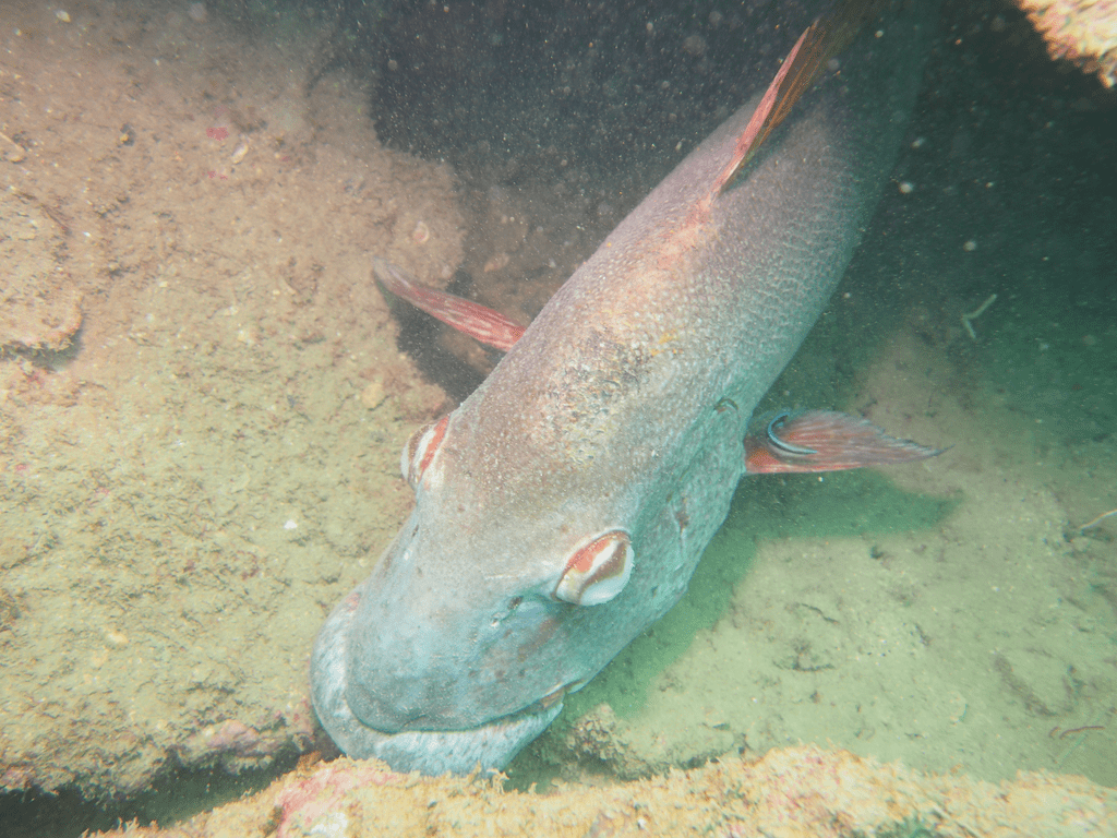 Großer Fisch am Meeresboden in Havelock Island