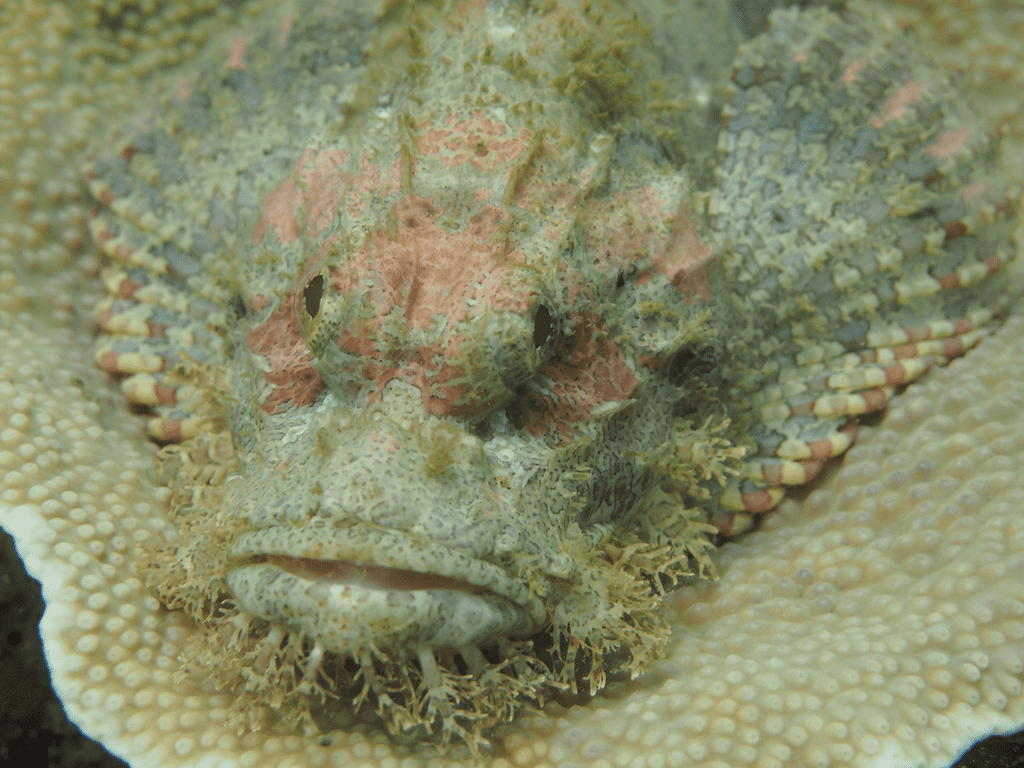 Steinfisch auf Koralle in Havelock Island