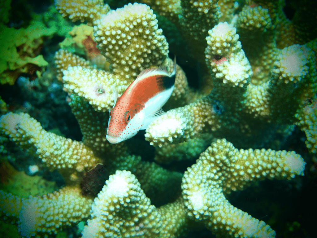 Meeresfisch bei Korallen in Havelock Island