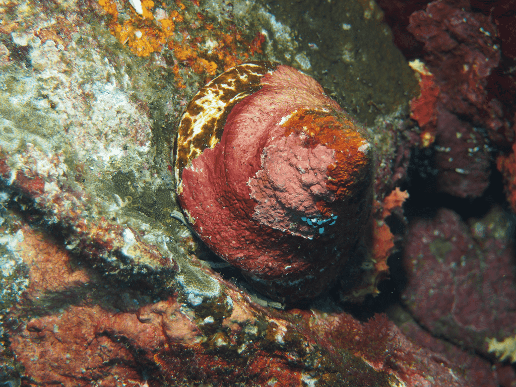 Korallen in Havelock Island