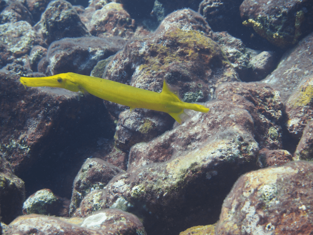 Meerestier bei Steinen in Havelock Island