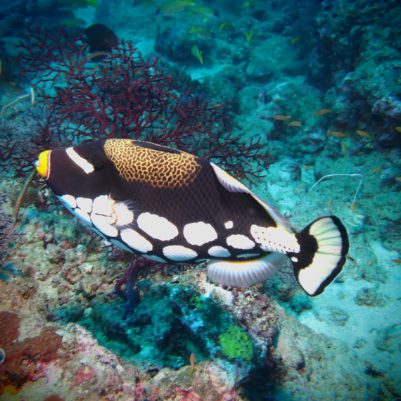 Bunter Meeresfisch bei Korallen in Havelock Island