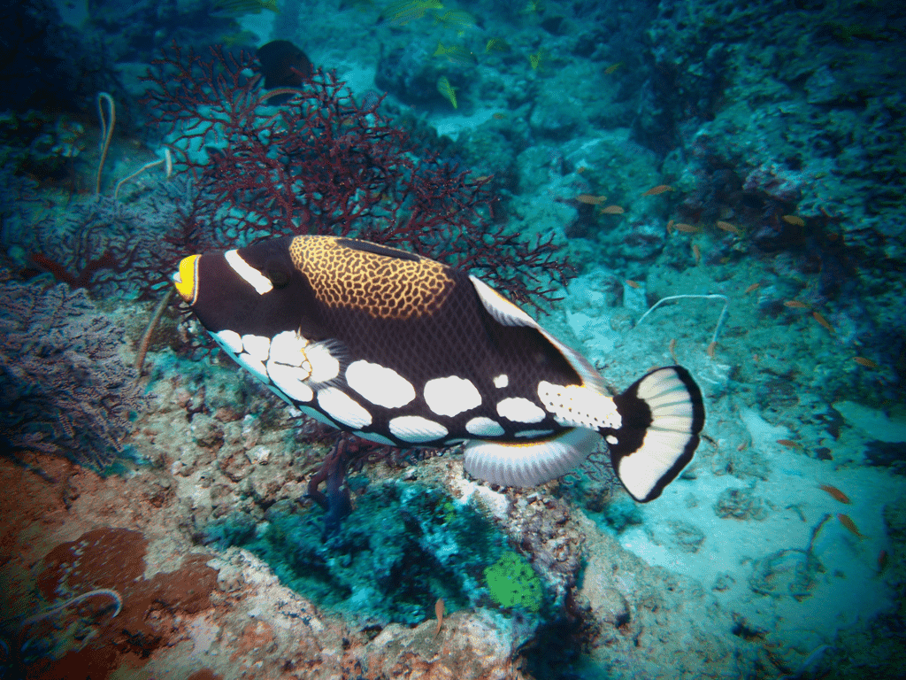 Bunter Meeresfisch bei Korallen in Havelock Island