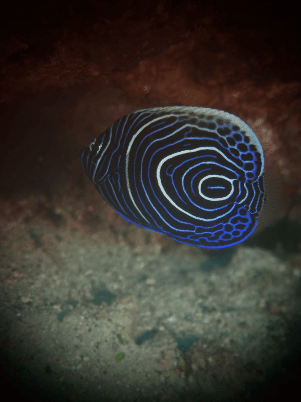 Bunter Meeresfisch in Havelock Island