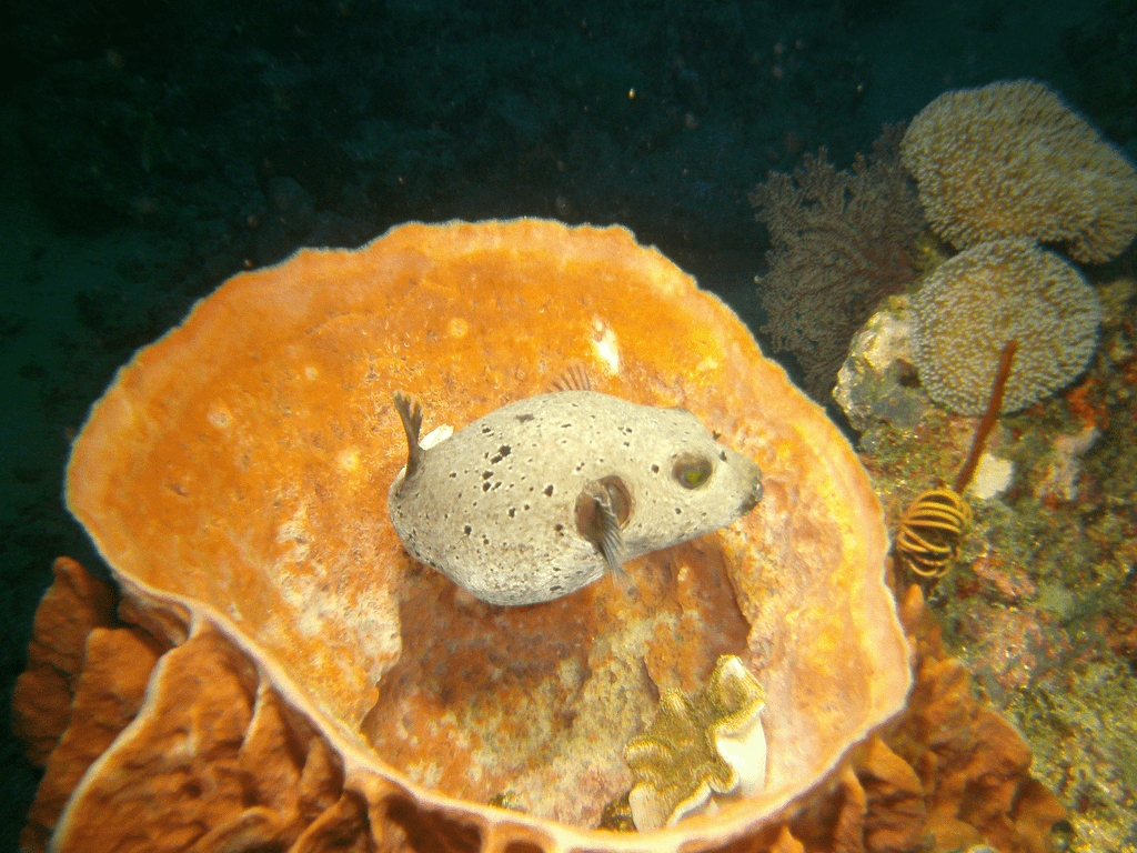 Meerestier bei Korallen in Havelock Island