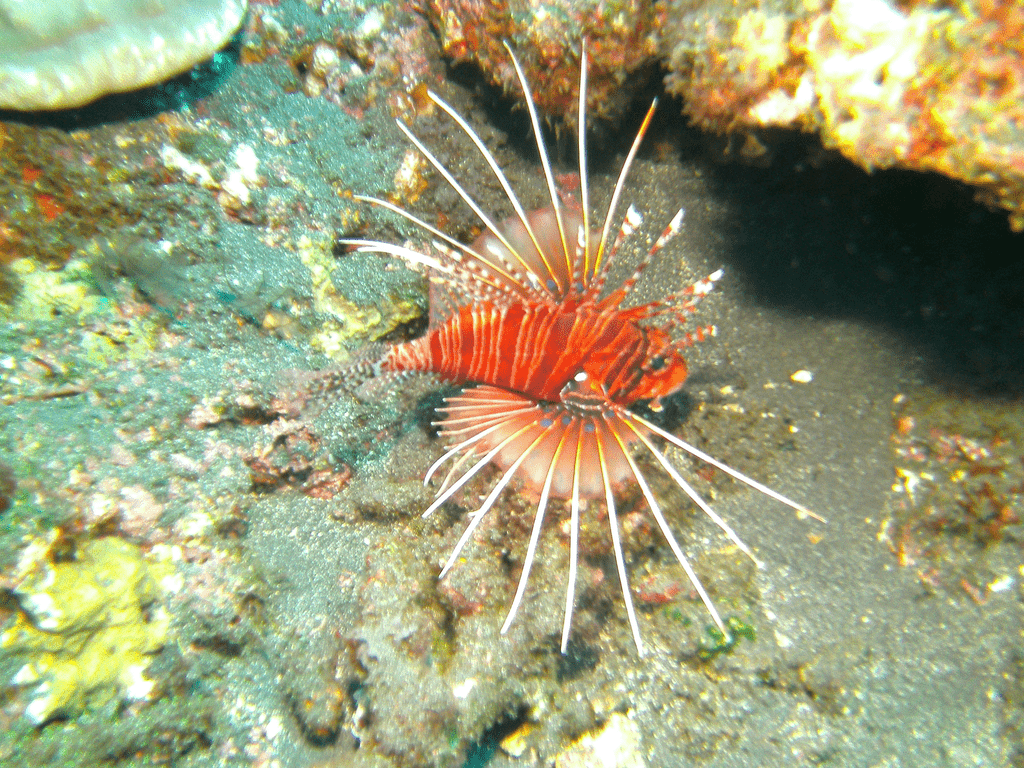 Feuerfisch bei Korallen in Havelock Island
