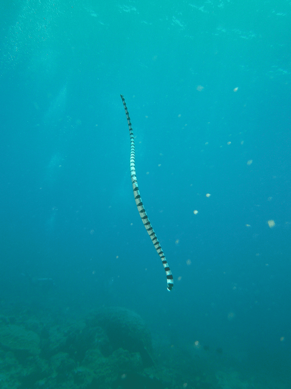 Gestreifte Seeschlange schwimmt im Meer in Havelock Island
