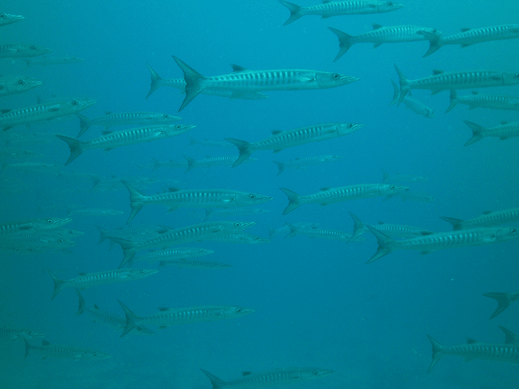 Fischschwarm schwimmt im Meer in Havelock Island