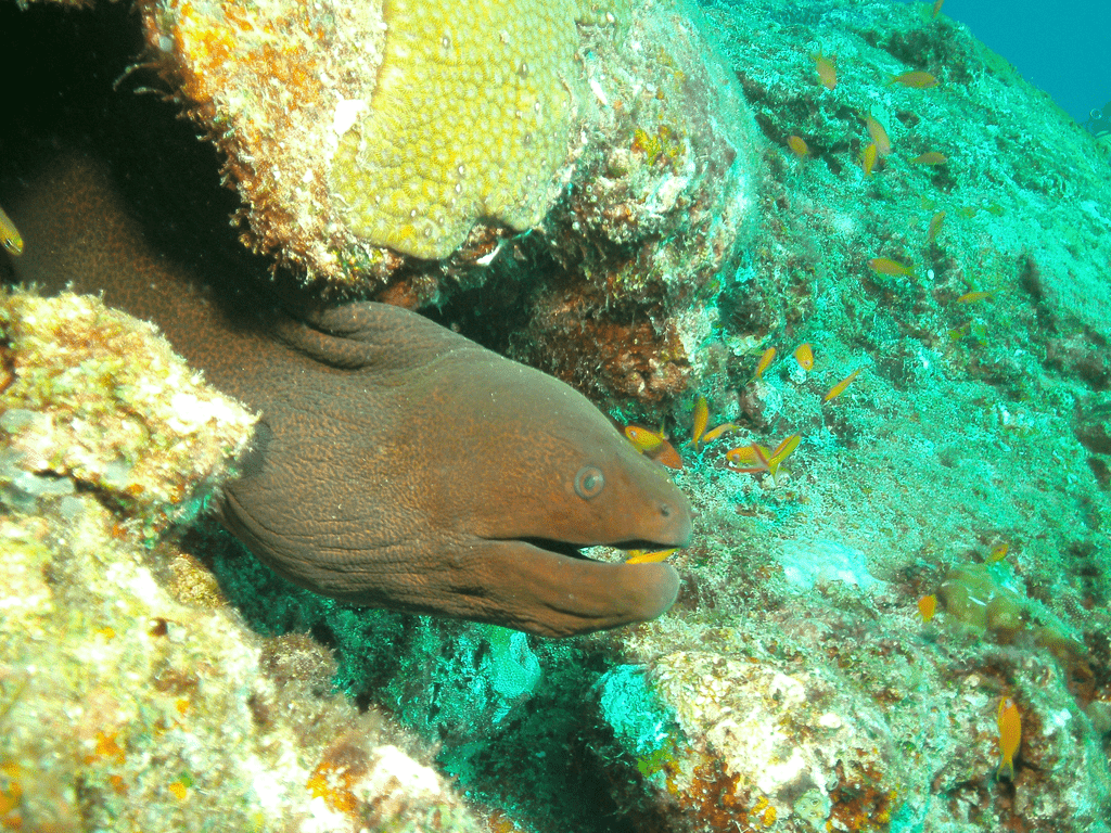 Moräne in Korallenversteck in Havelock Island