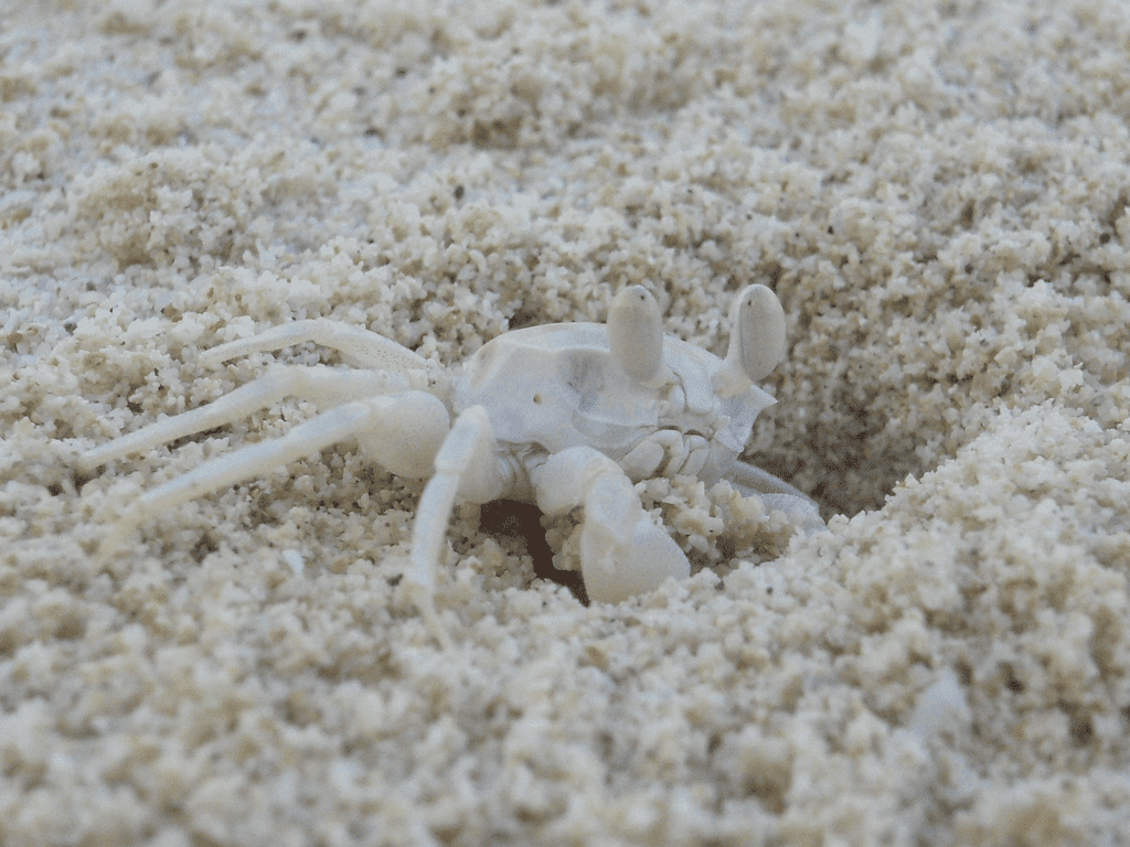 Krebs im Sand in Havelock Island