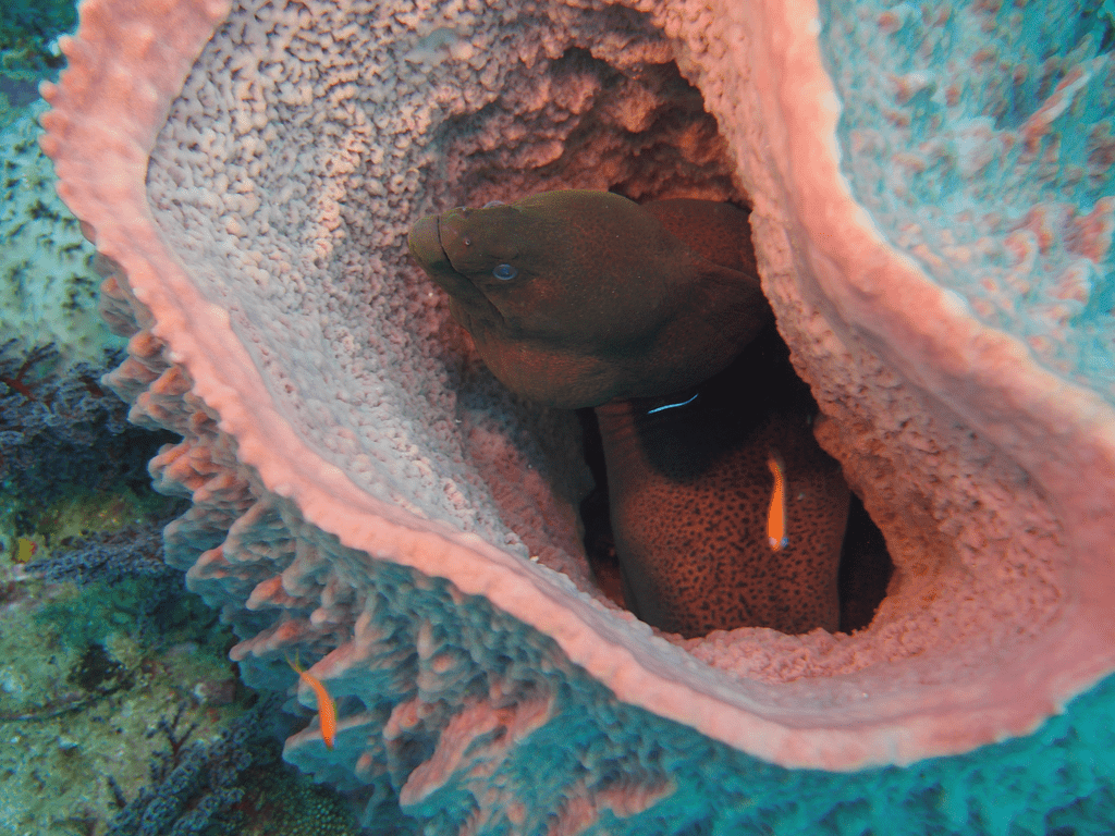 Fische und Korallen in Havelock Island