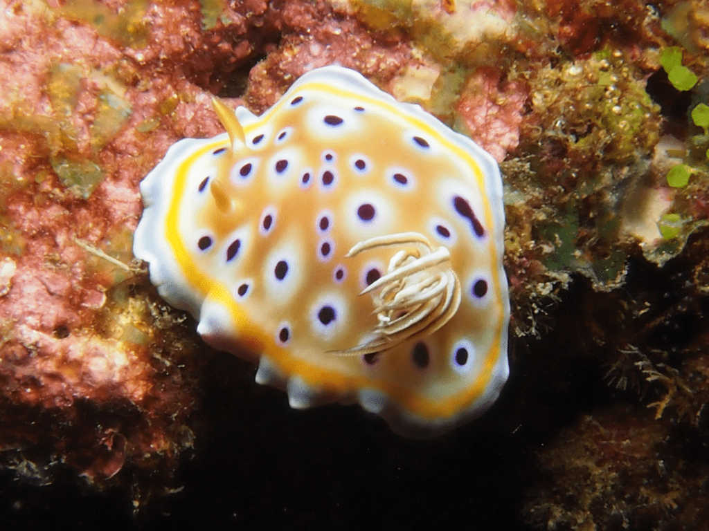 Meerestiere und Korallen in Havelock Island