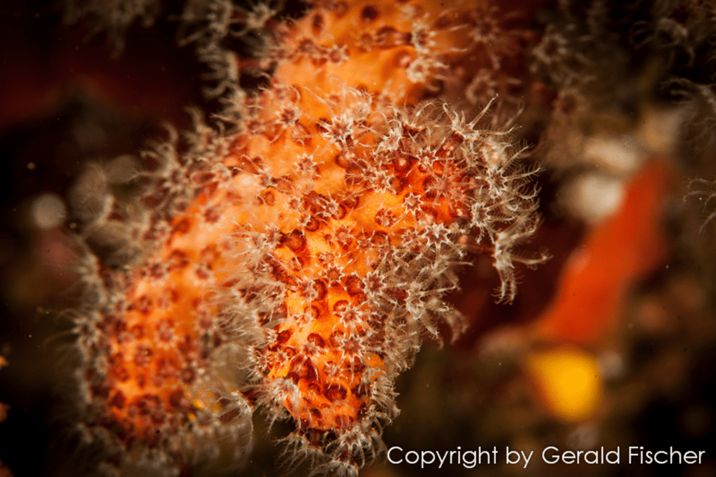 Koralle in Sveta Marina