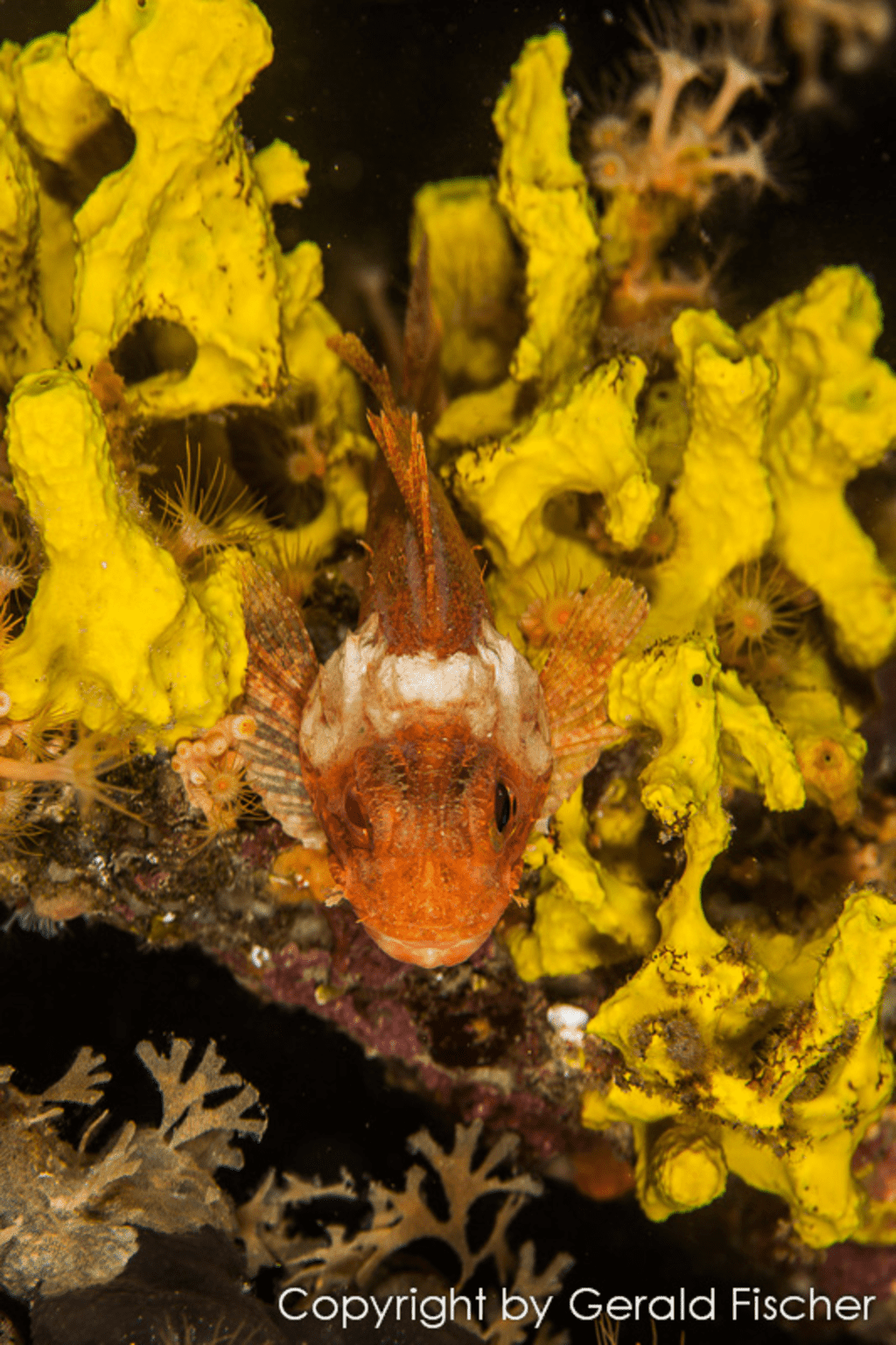 Fisch auf Koralle in Sveta Marina