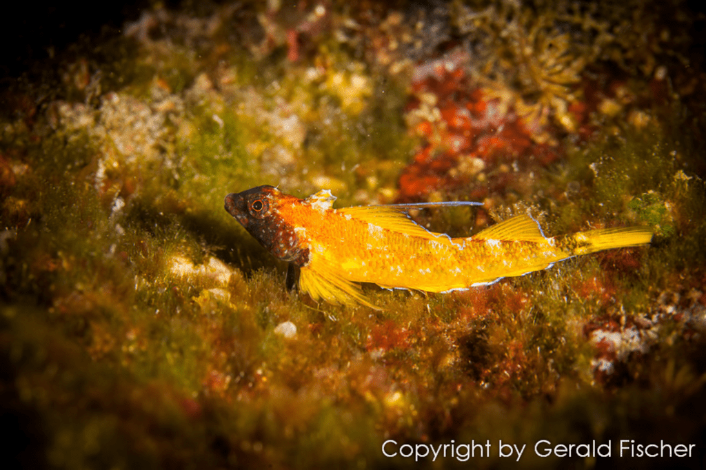 Fisch bei Koralle in Sveta Marina