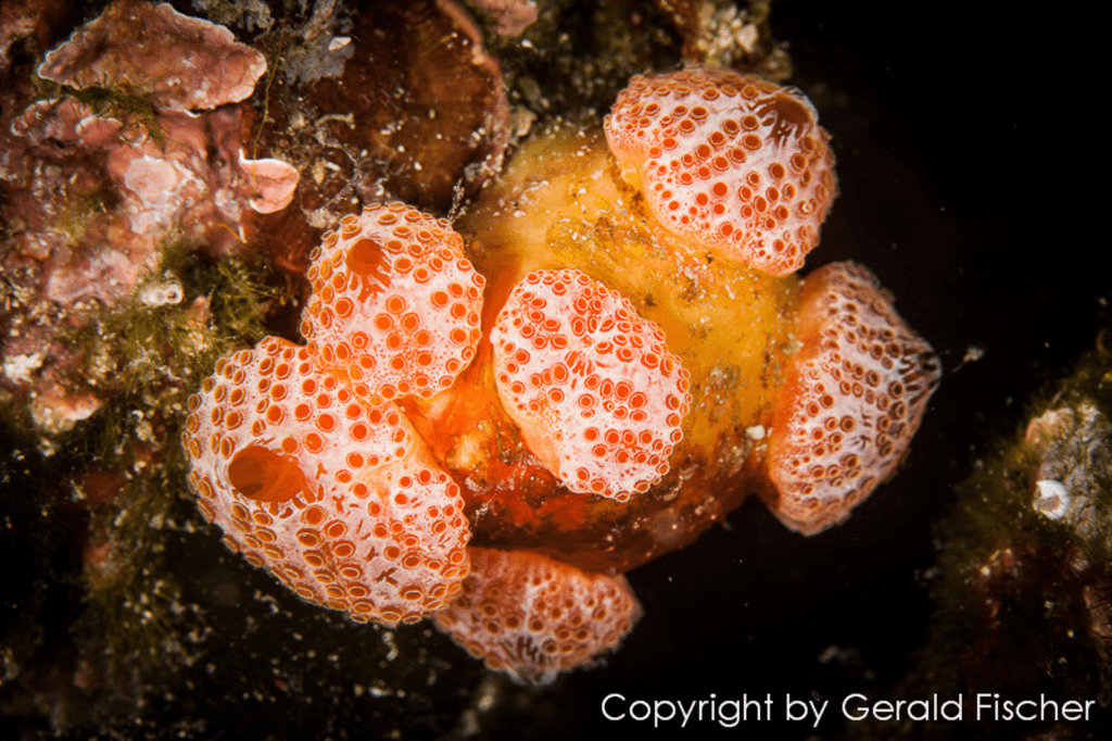 Korallen in Sveta Marina