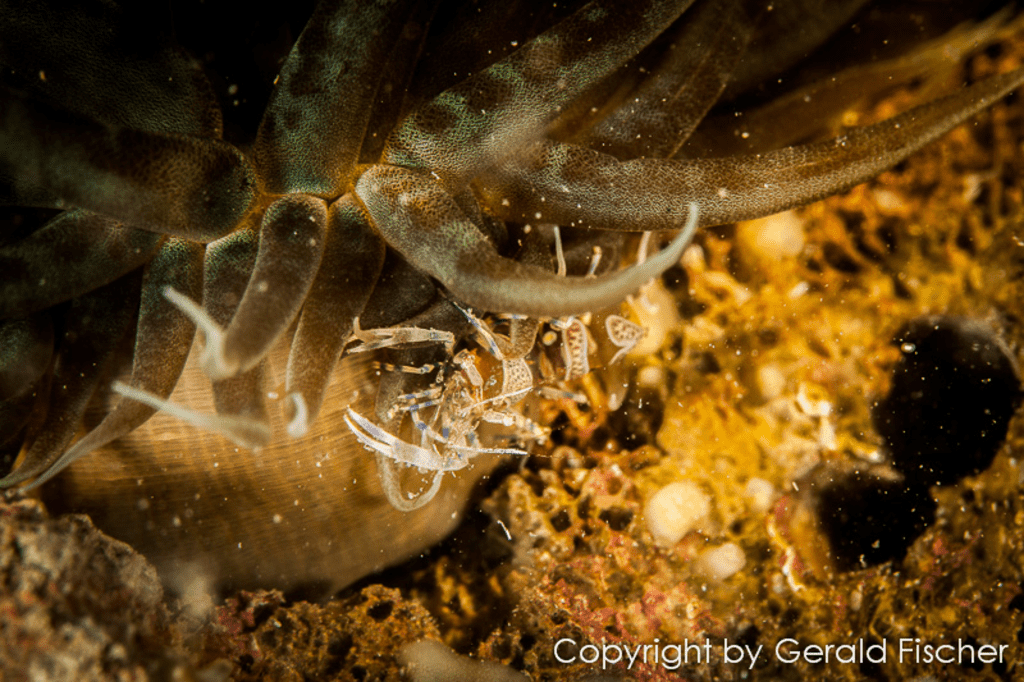 Meerestiere bei Korallen in Sveta Marina
