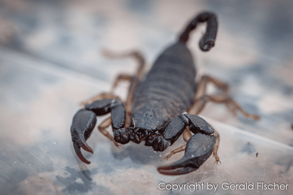 Skorpion in Sveta Marina