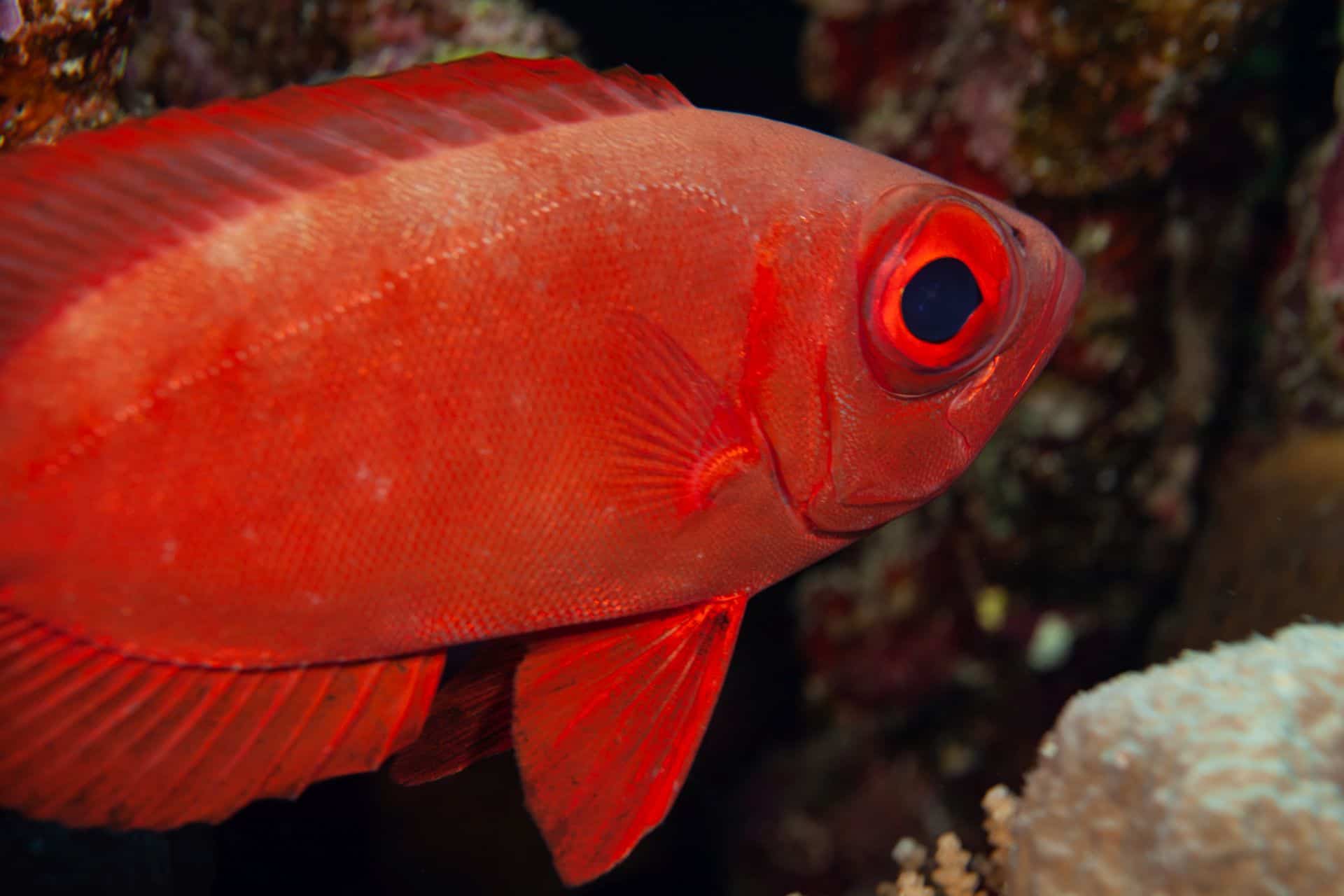 Roter Fisch in Ägypten 2017