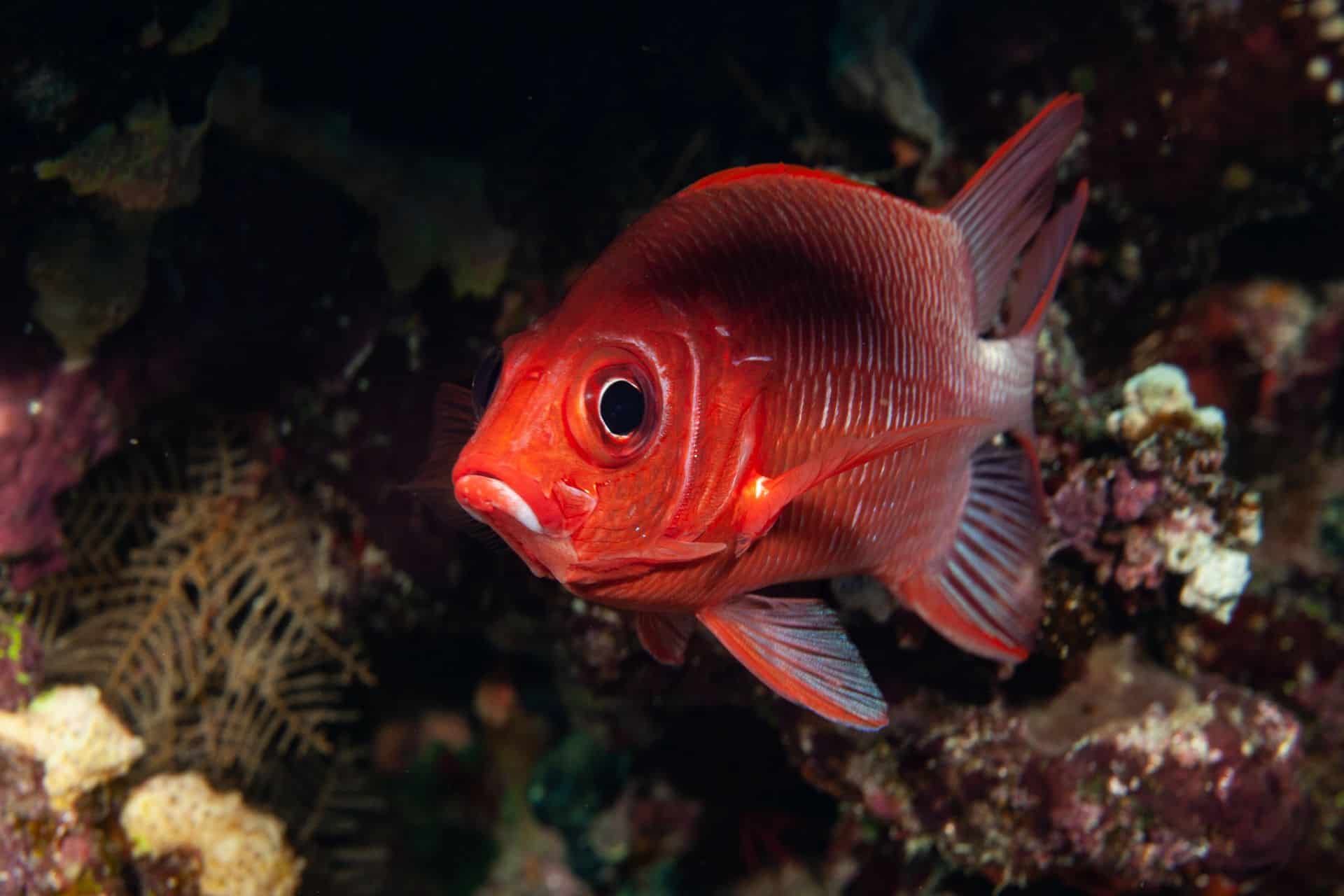 Roter Fisch in Ägypten 2017