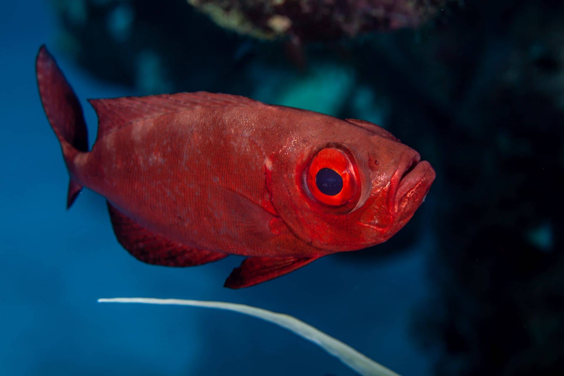 Roter Fisch in Ägypten 2017