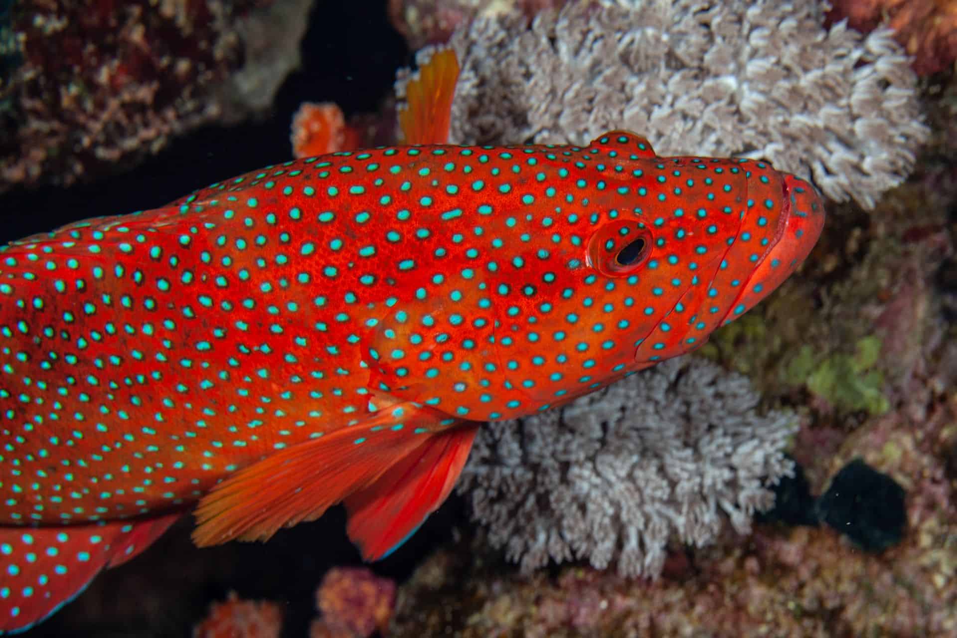Roter Fisch mit türkisen Punkten in Ägypten 2017