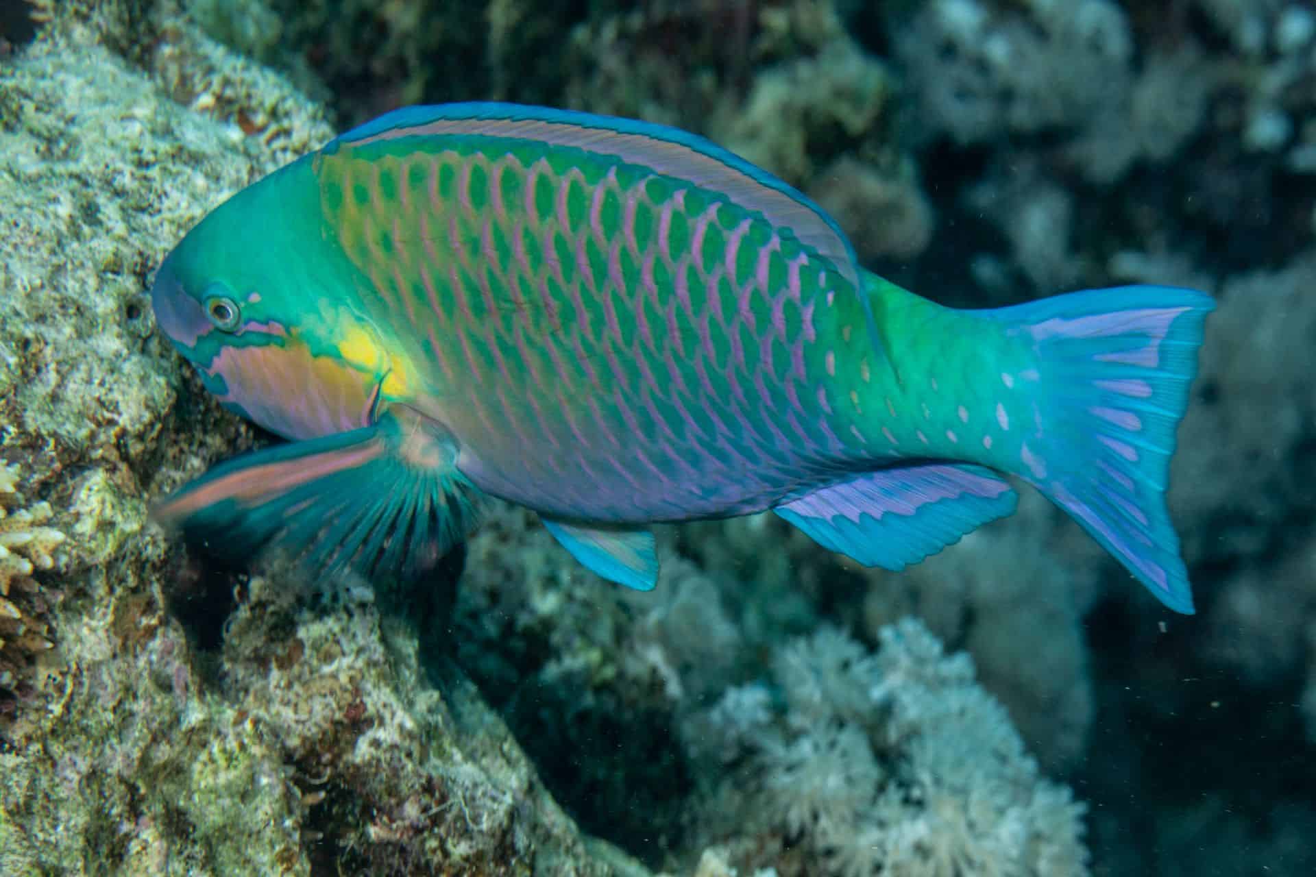 Blau-Gelb-Rosa-Grüner Fisch in Ägypten 2017