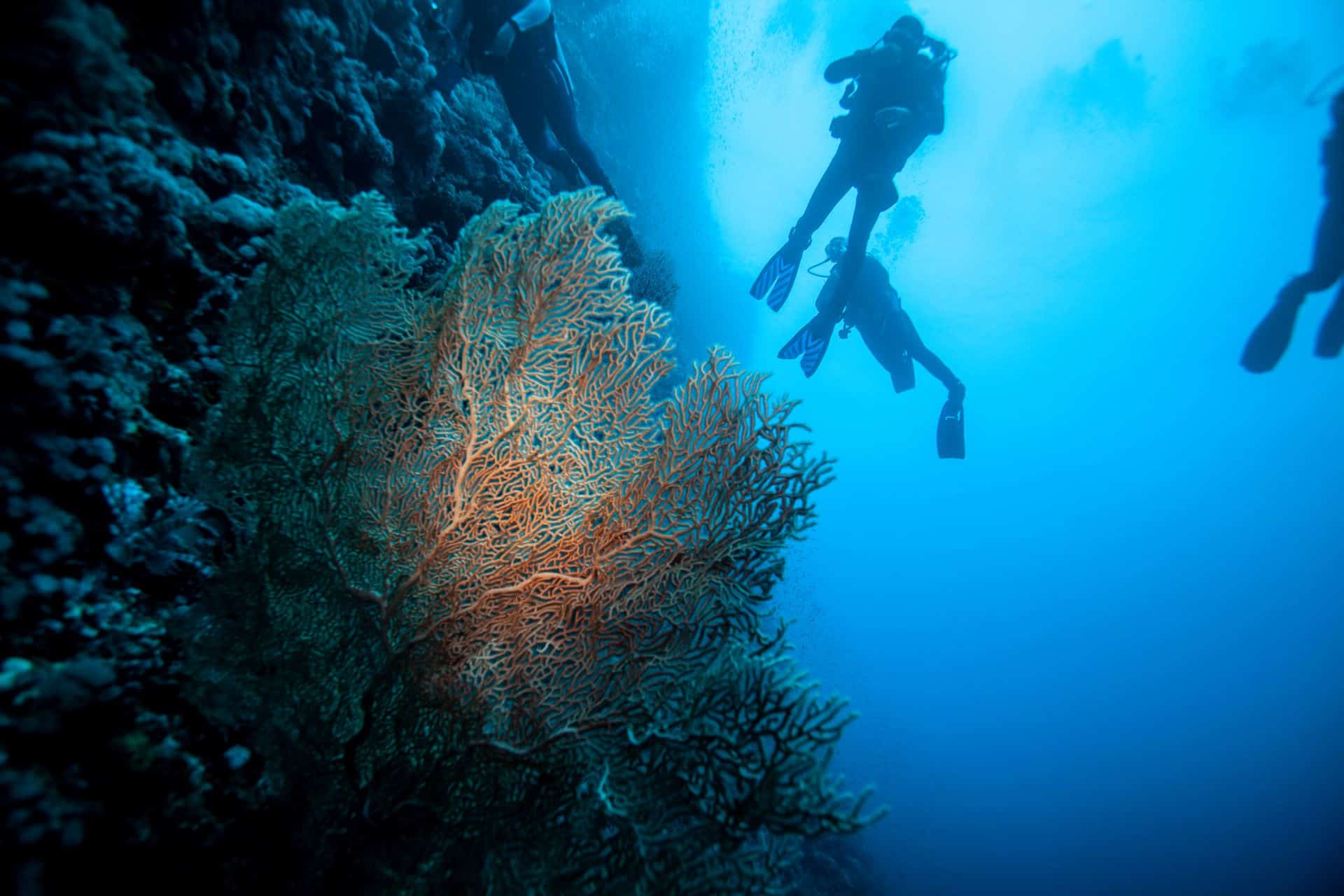 Vier Taucher über Korallen in Ägypten 2017