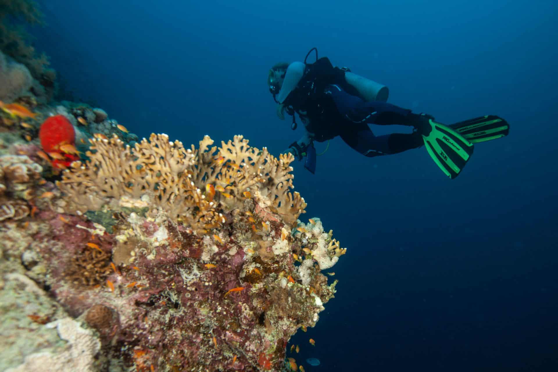 Ein Taucher bei Korallen in Ägypten 2017