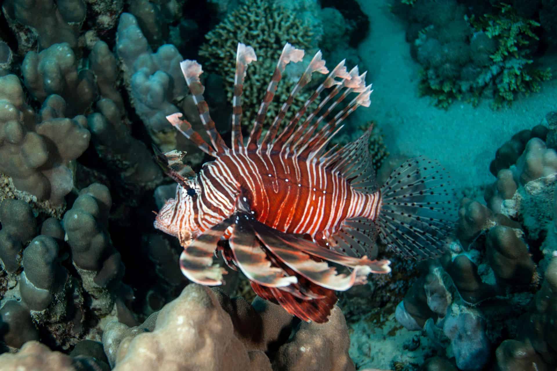 Feuerfisch bei Korallen in Ägypten 2017