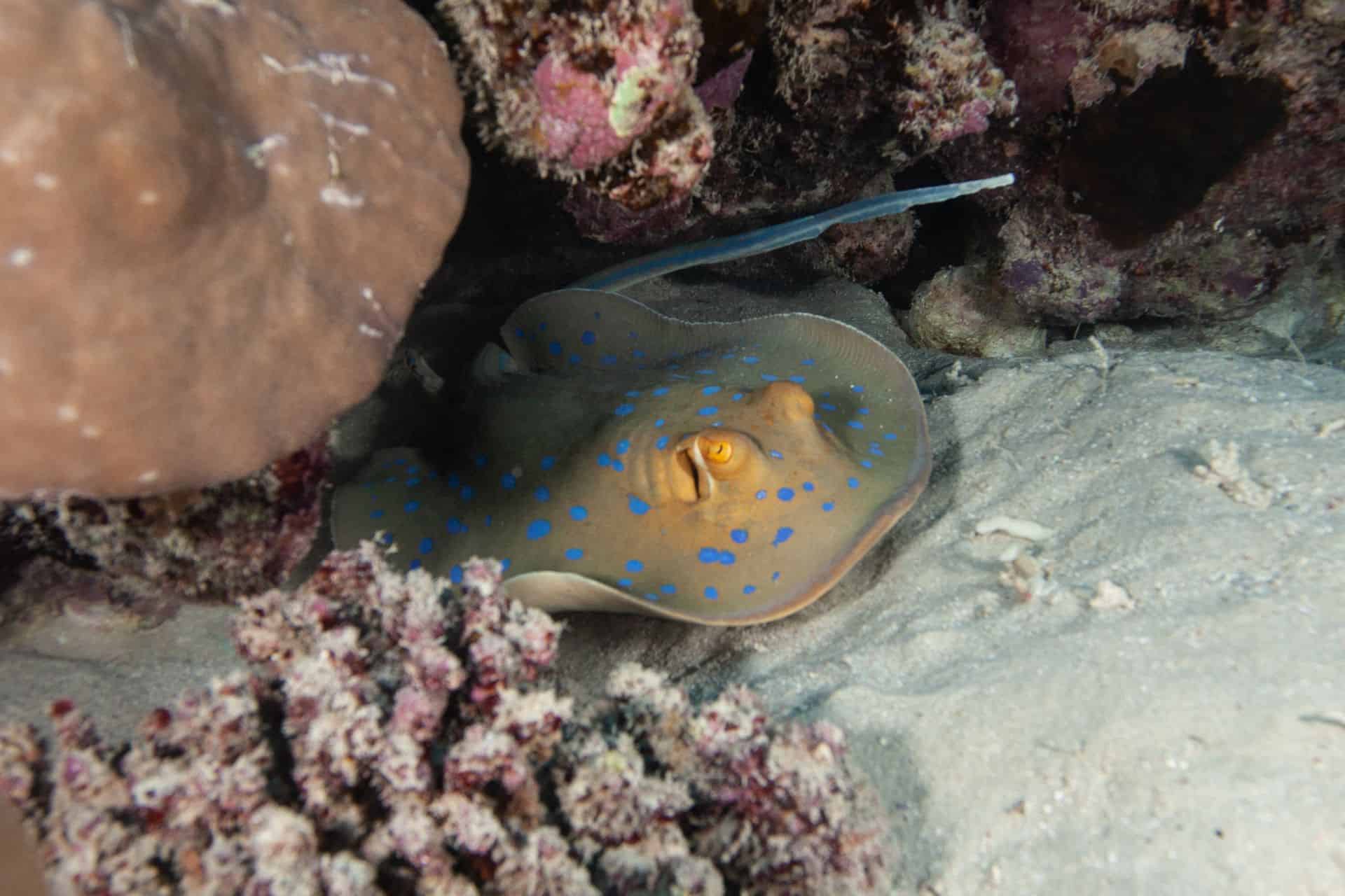 Rochen mit blauen Punkten bei Korallen in Ägypten 2017