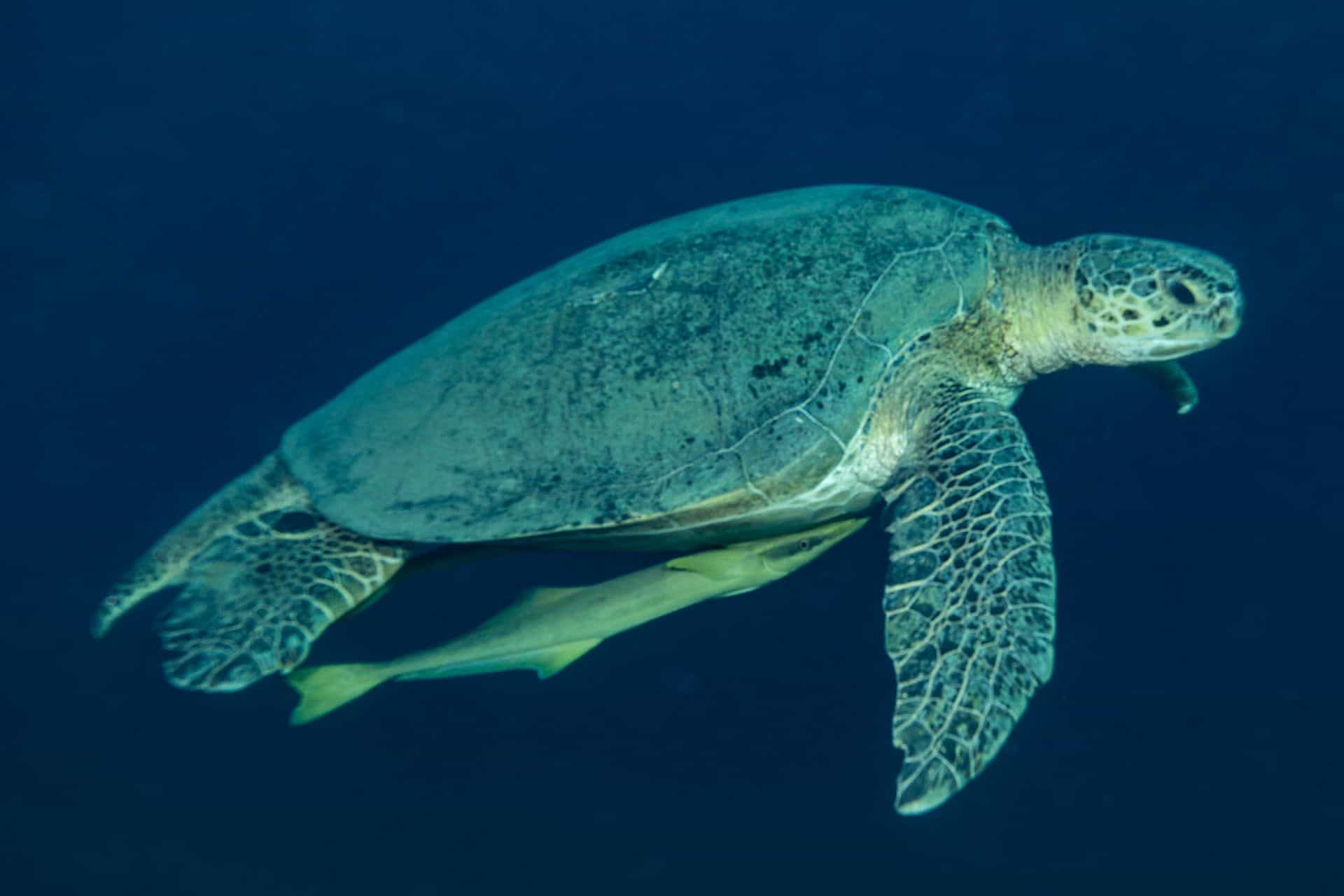 Meeres-Schildkröte in Ägypten 2017