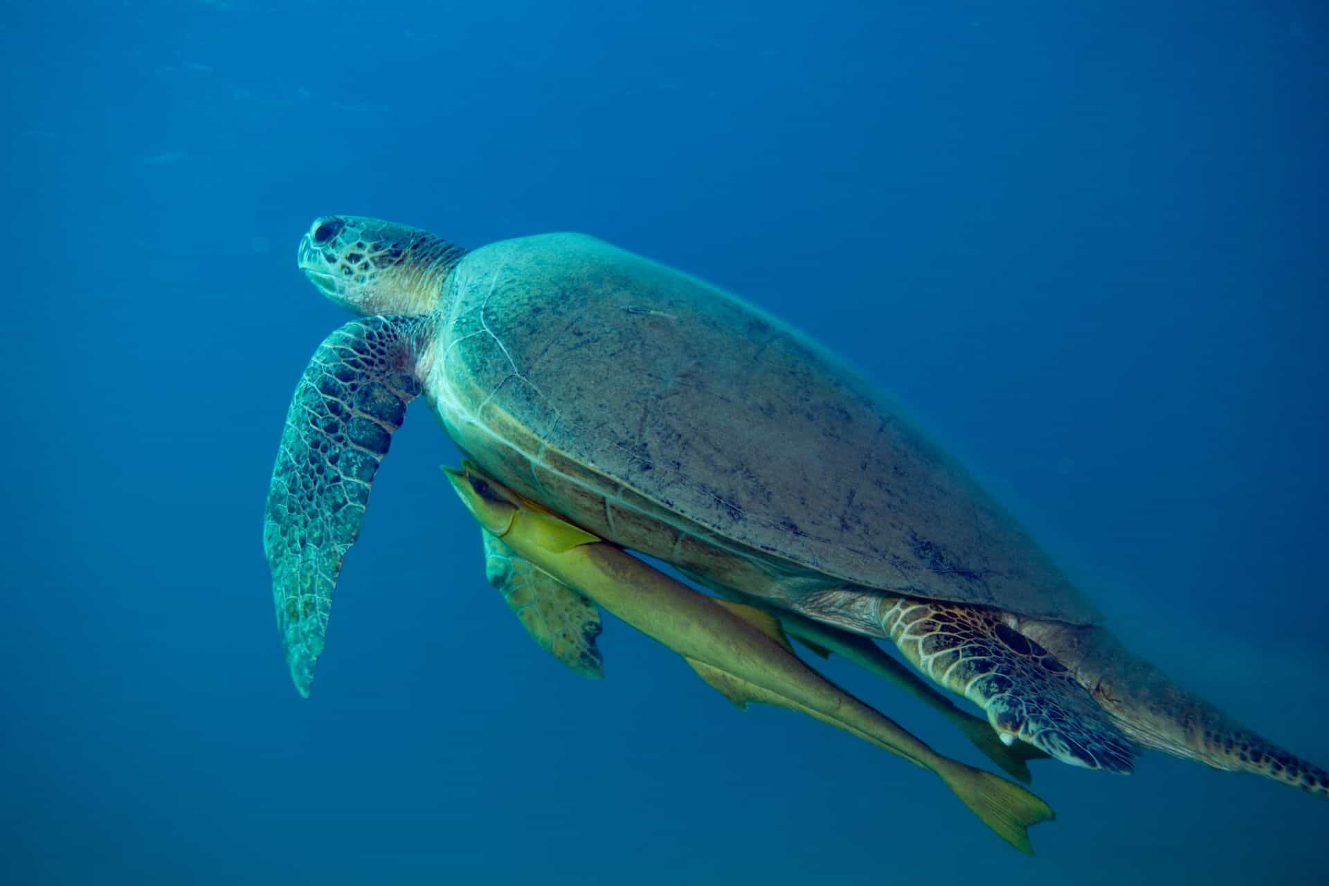 Meeres-Schildkröte mit zwei Begleitfischen in Ägypten 2017