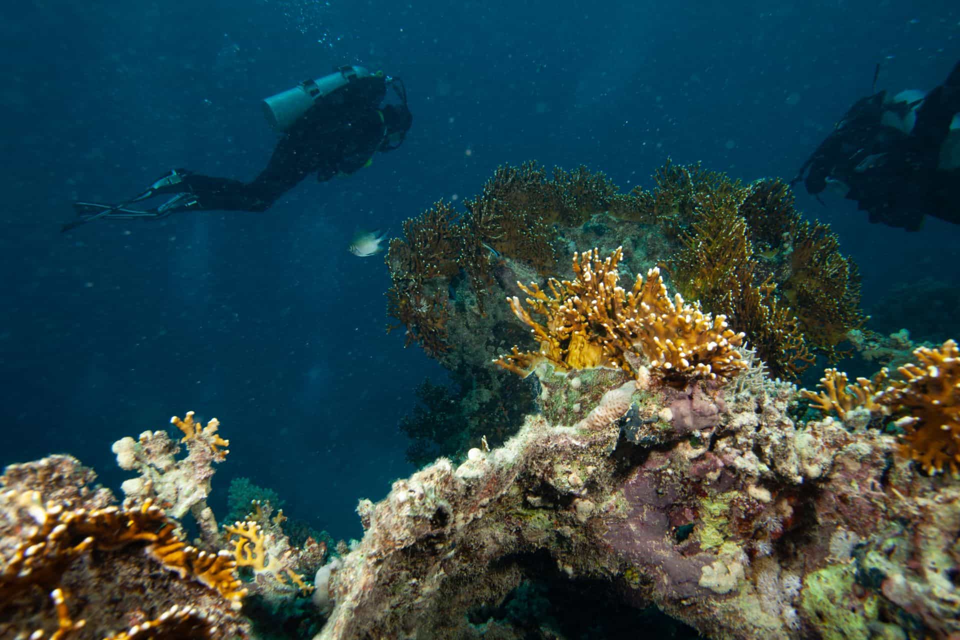 Zwei Taucher bei Korallen in Ägypten 2017