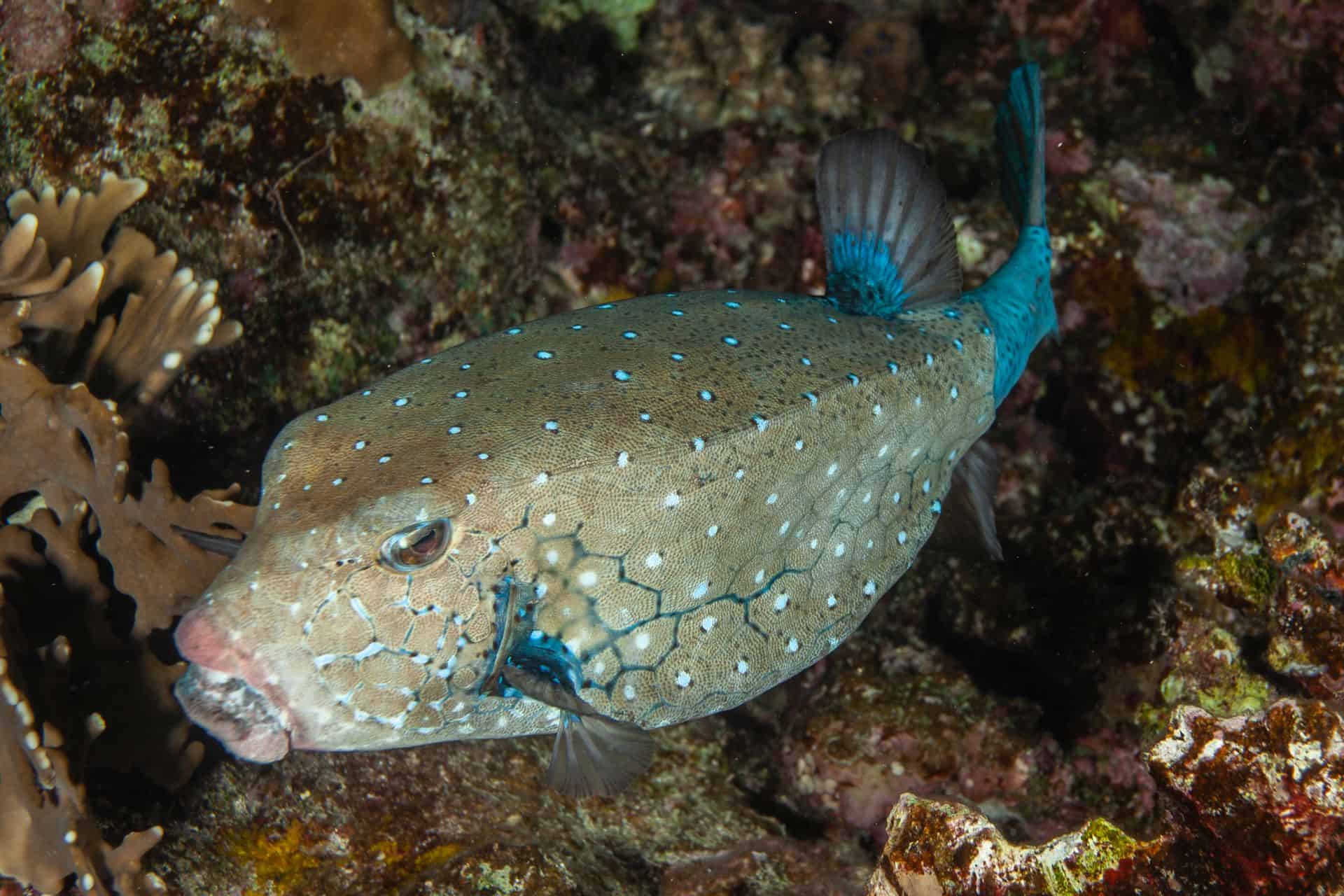 Kugelfisch mit Türkisen Punkten und Flosse bei Korallen in Ägypten 2017