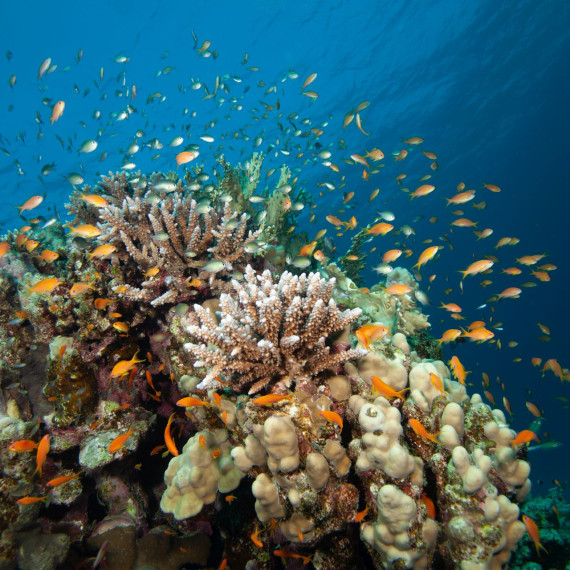 Fischschwarm bei Korallen in Ägypten 2017