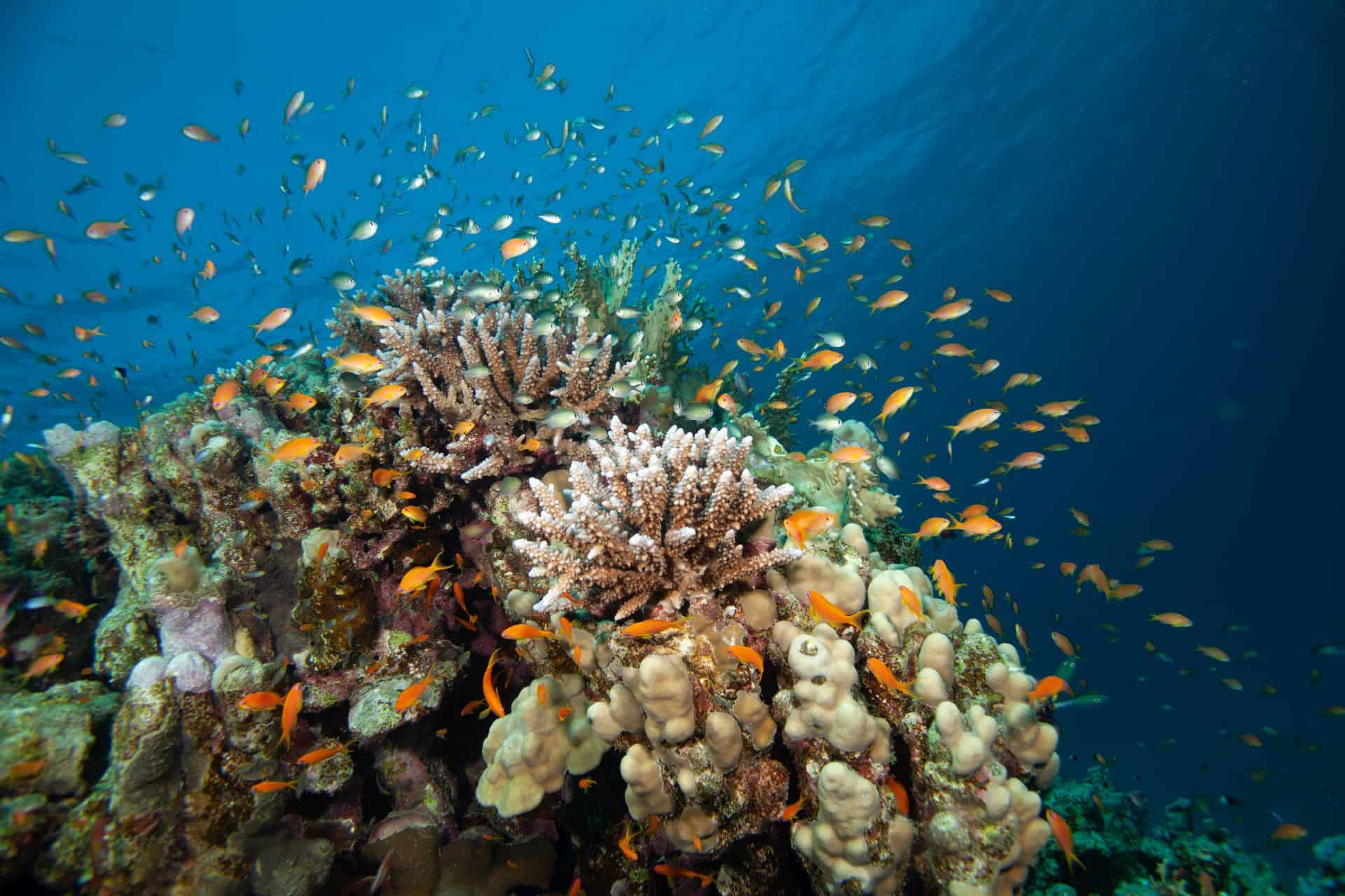 Fischschwarm bei Korallen in Ägypten 2017