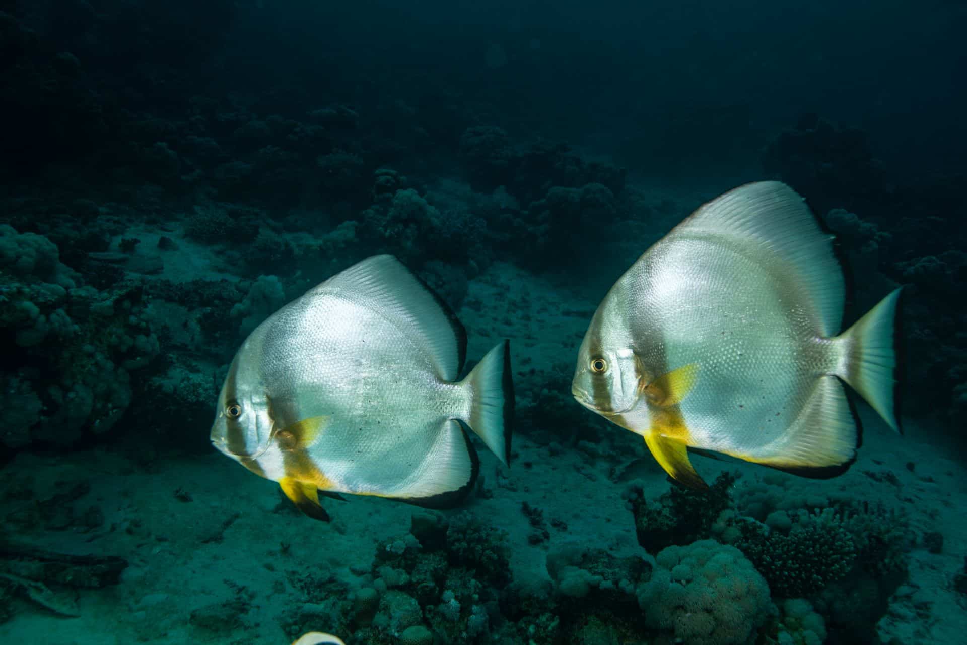 Zwei Silberne Fische in Ägypten 2017