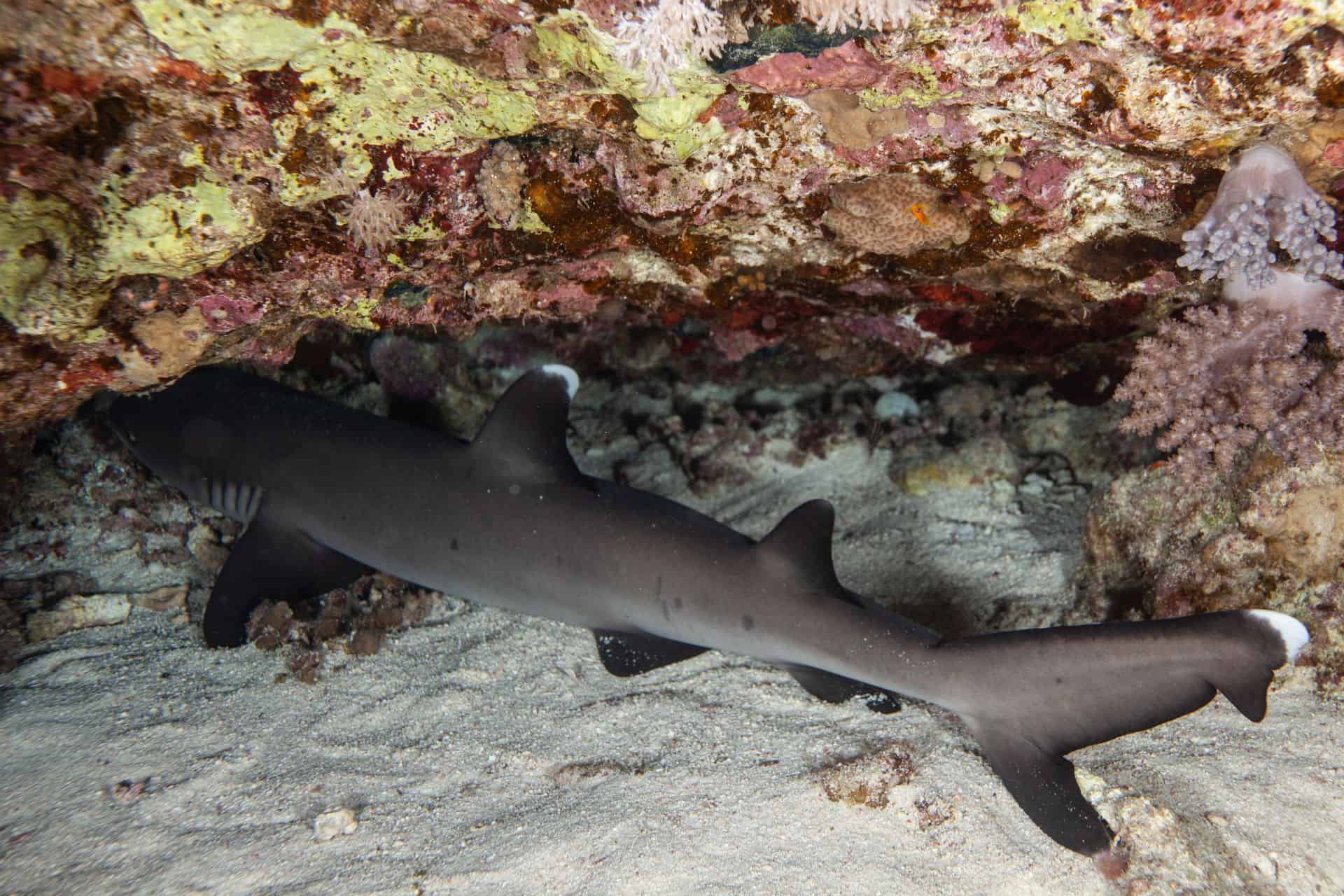 Weißspitzenhai bei Korallen in Ägypten 2017