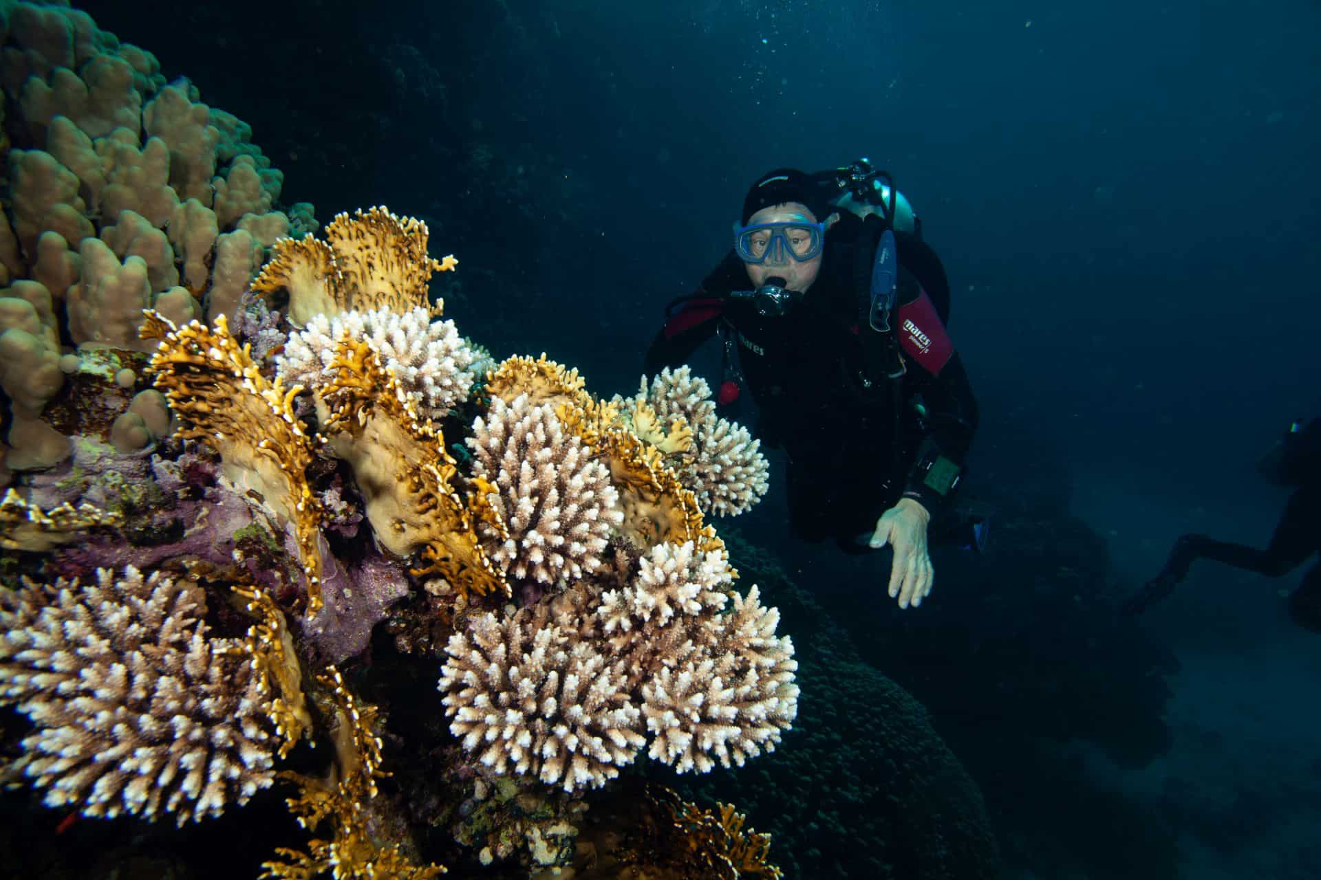 Taucher neben Korallen in Ägypten 2017