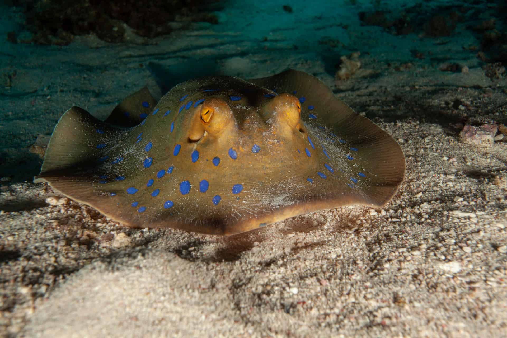 Rochen mit blauen Punkten im Sand in Ägypten 2017