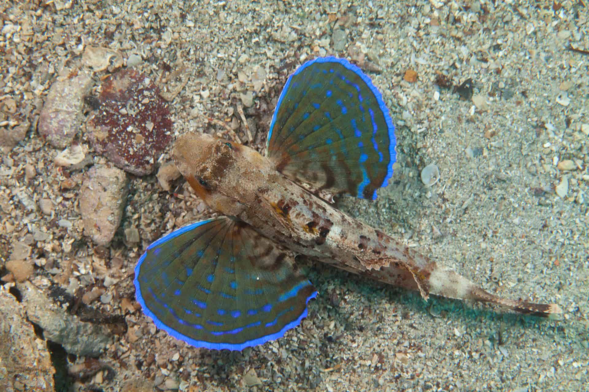 Fisch mit blauen Flossen in Labin 2014