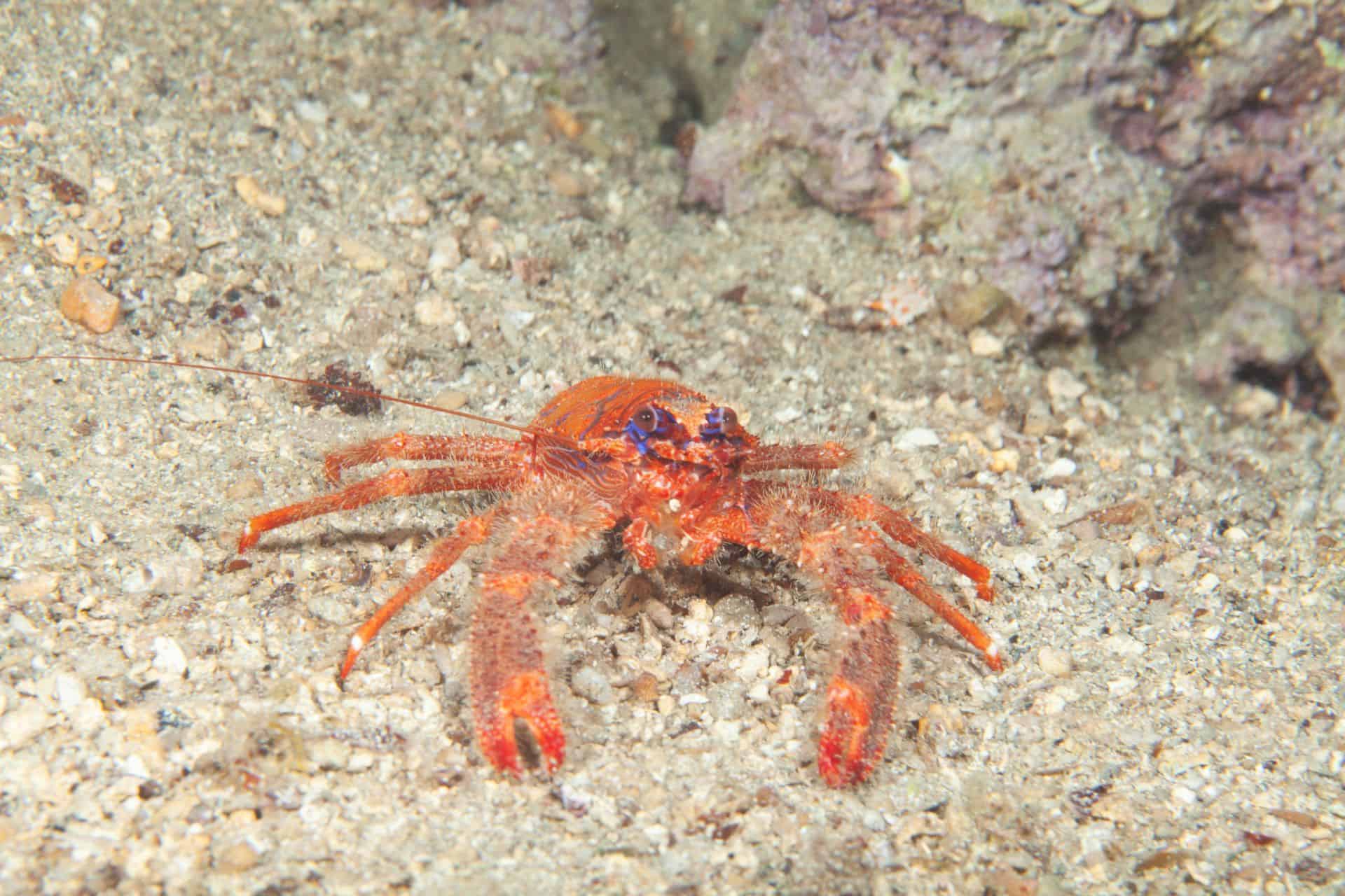 Roter Krebs in Labin 2014